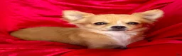 Chihuahua dogs for sale: Rose long hair Apple head - Ad 4