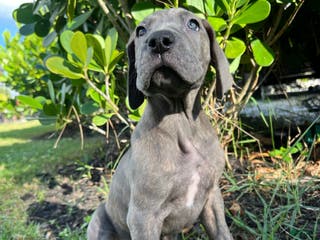 Great Dane dogs Playmaker - Ad 1