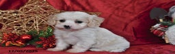 Cavachon dogs for sale: Indy Joy - Ad 1