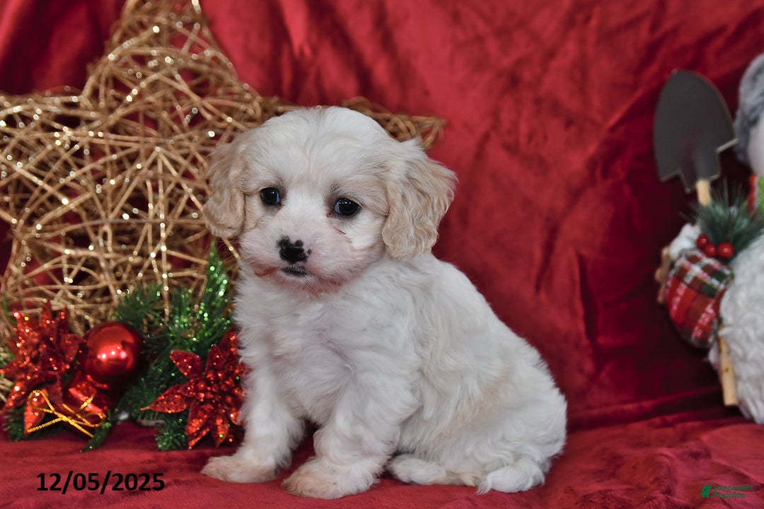 Cavachon dogs for sale: Indy Joy - Ad 1