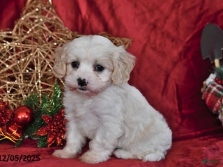 Cavachon dogs Indy Joy - Ad 21