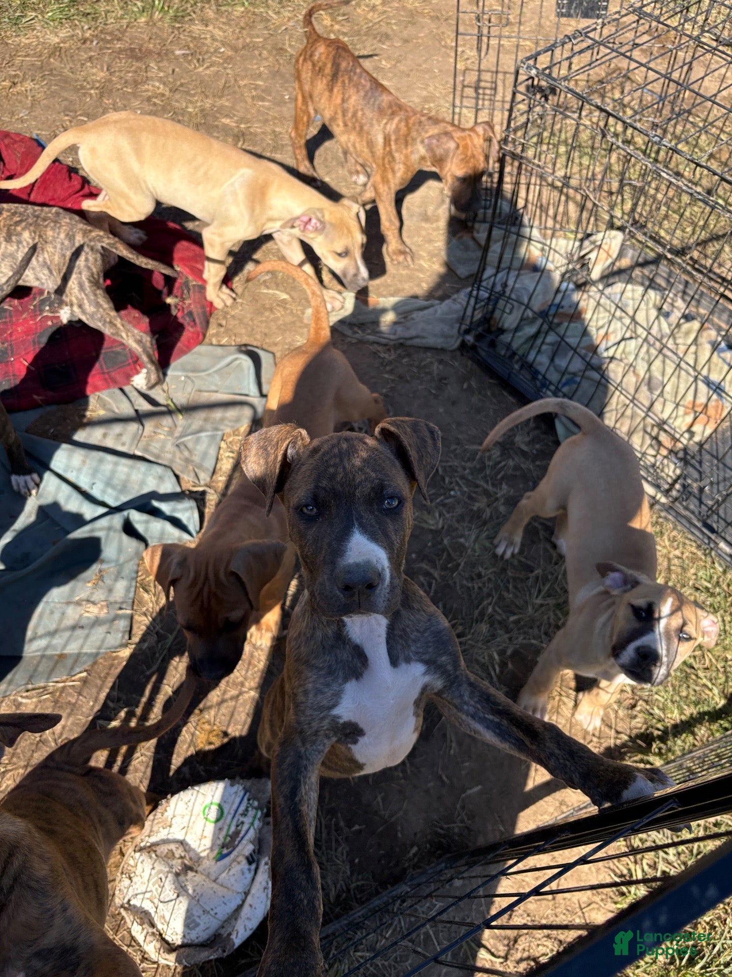 Mixed Breed dogs for sale: Mr. Bates  - Ad 2