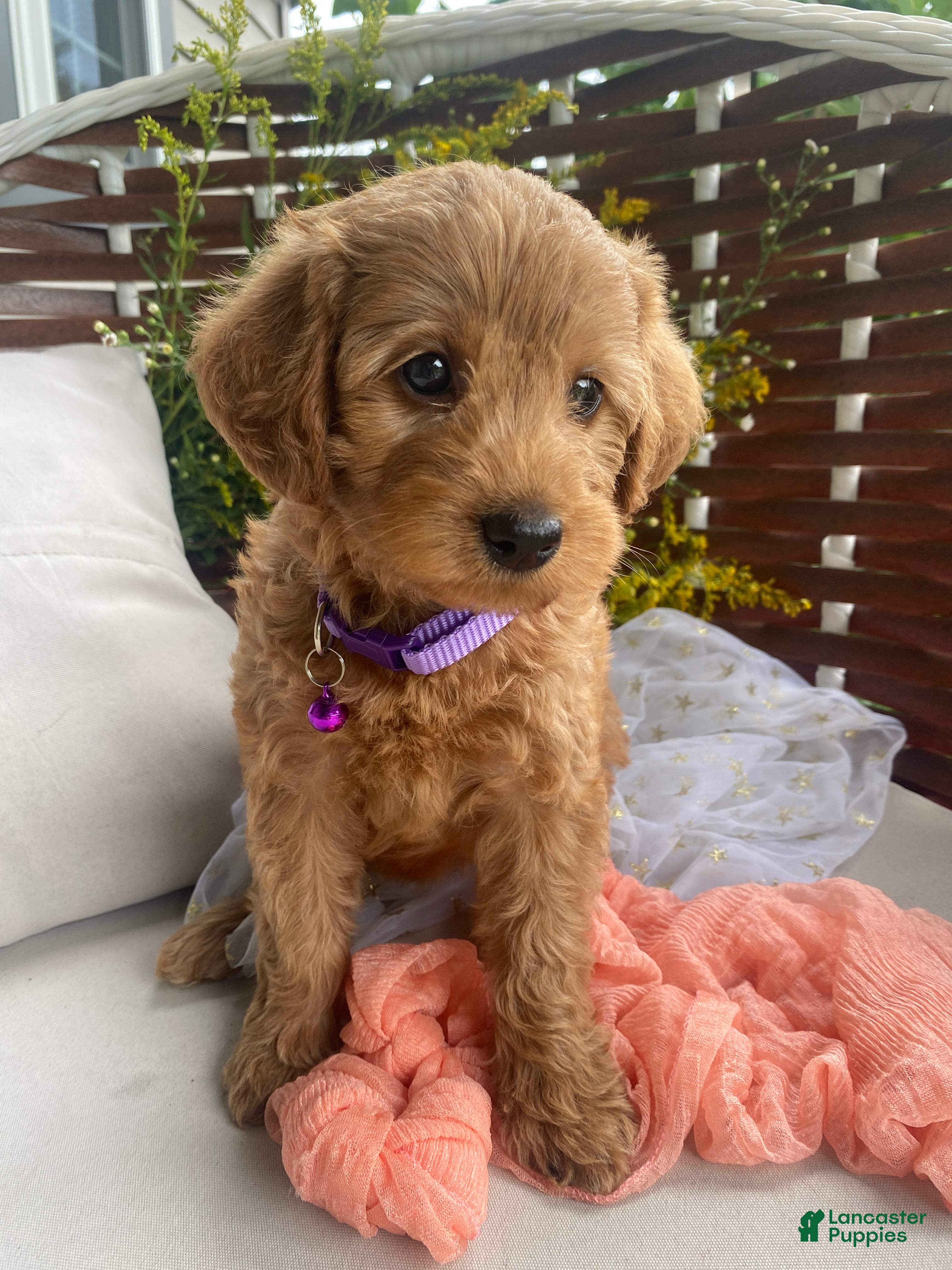 Miniature Labradoodle dogs Paris - Ad 1