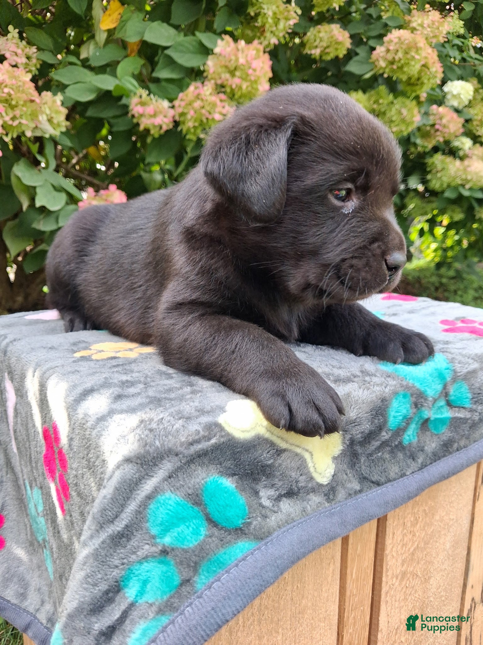Labrador Retriever dogs North  - Ad 2