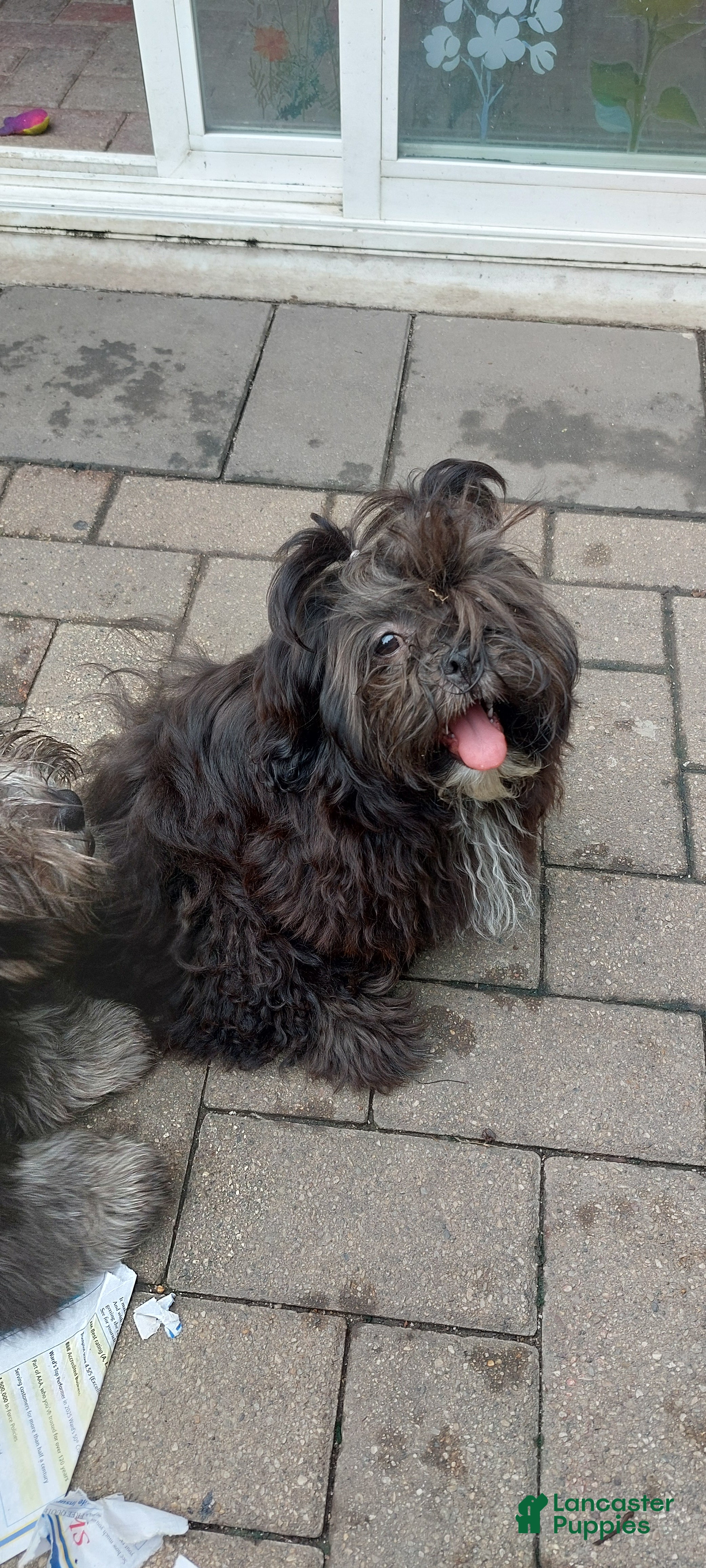 Shih Tzu dogs Shih Tzu Puppy 5 months  - Ad 1