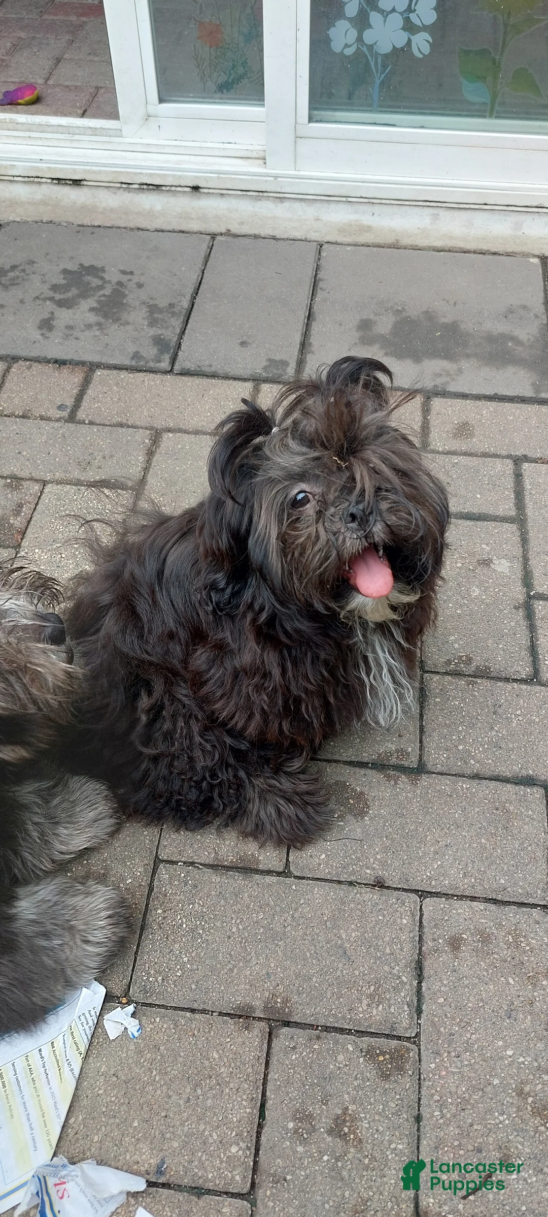 Shih Tzu dogs for sale: Shih Tzu Puppy 5 months  - Ad 1
