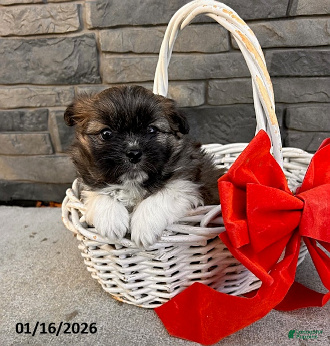 Mixed Breed dogs for sale: Theodore - Ad 1