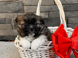 Mixed Breed dogs Theodore - Ad 35