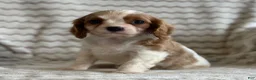 Cavalier King Charles Spaniel dogs for sale: Tommy - Ad 3