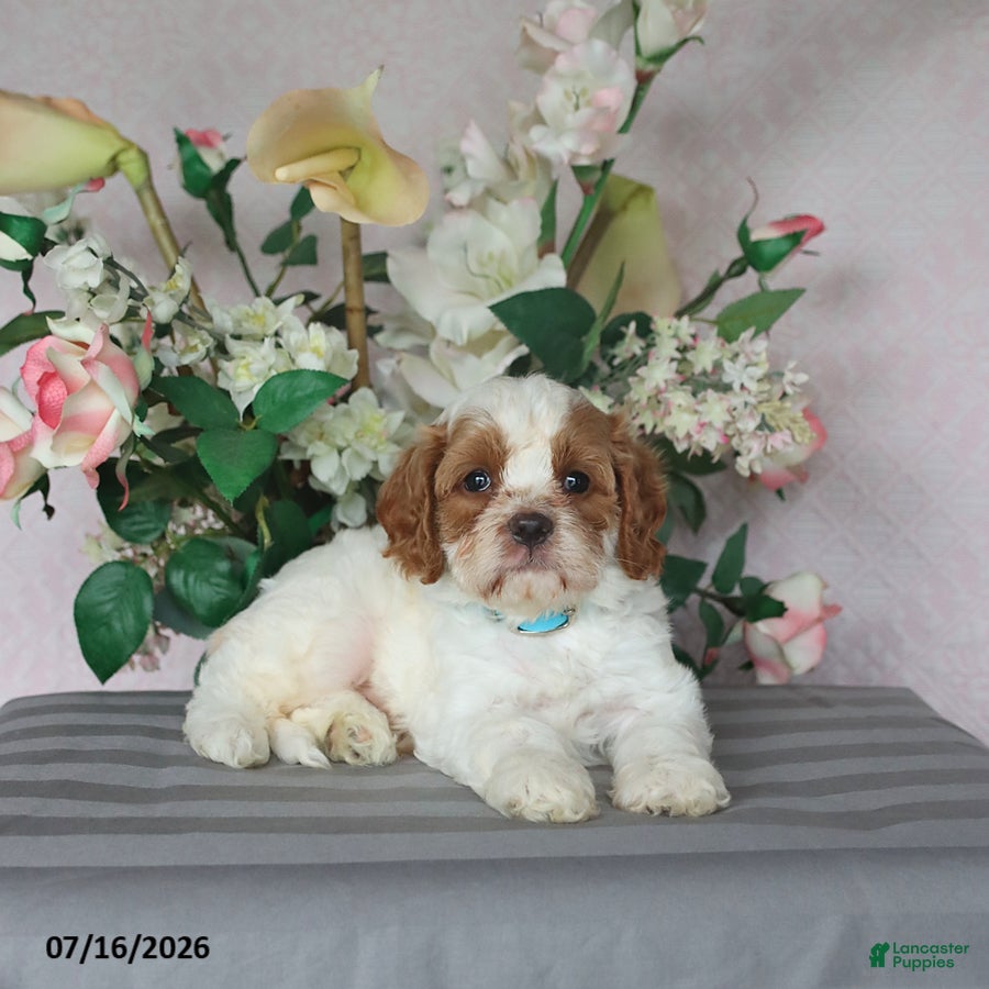 Cavapoo dogs for sale: Marlow - Ad 1