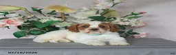 Cavapoo dogs for sale: Marlow - Ad 1