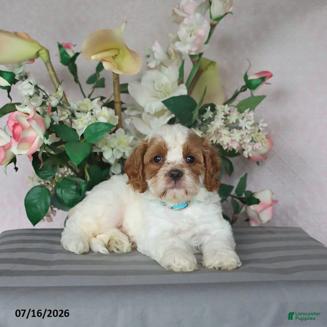 Cavapoo dogs for sale: Marlow - Ad 1