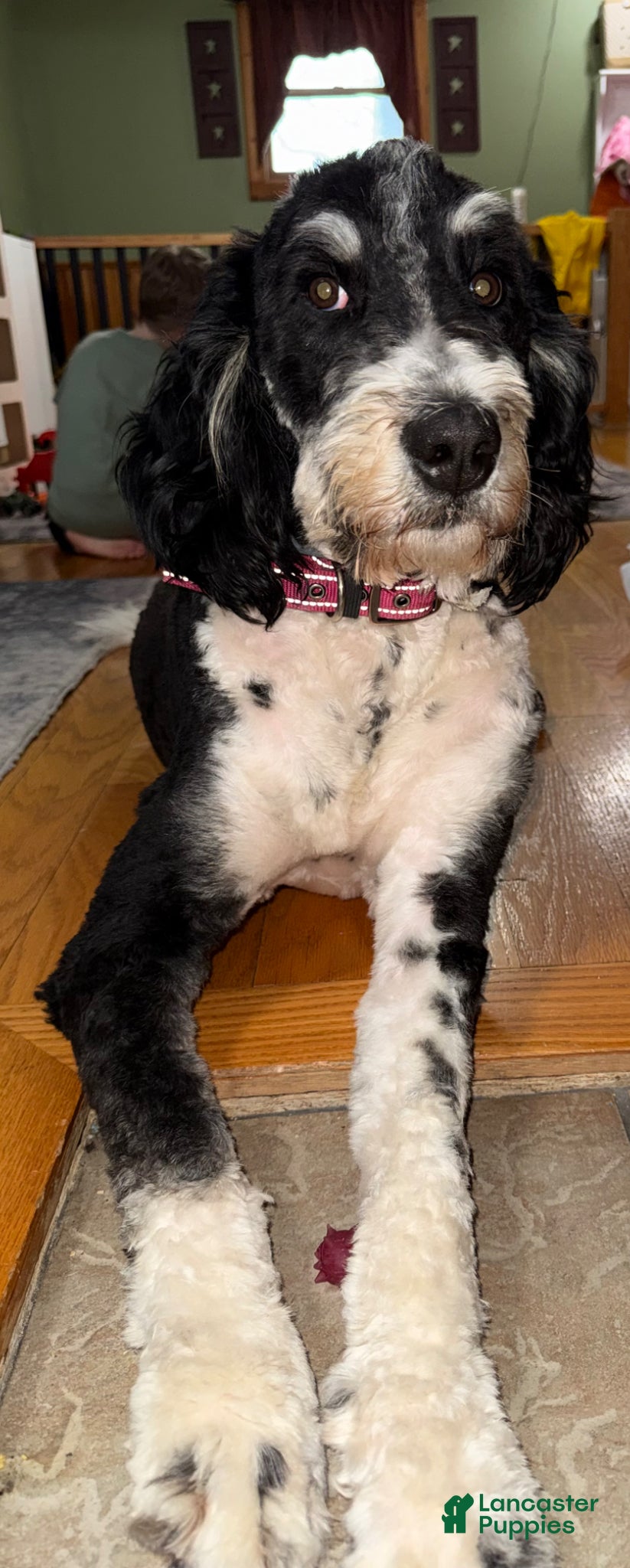 Bernedoodle dogs Maggie  - Ad 1