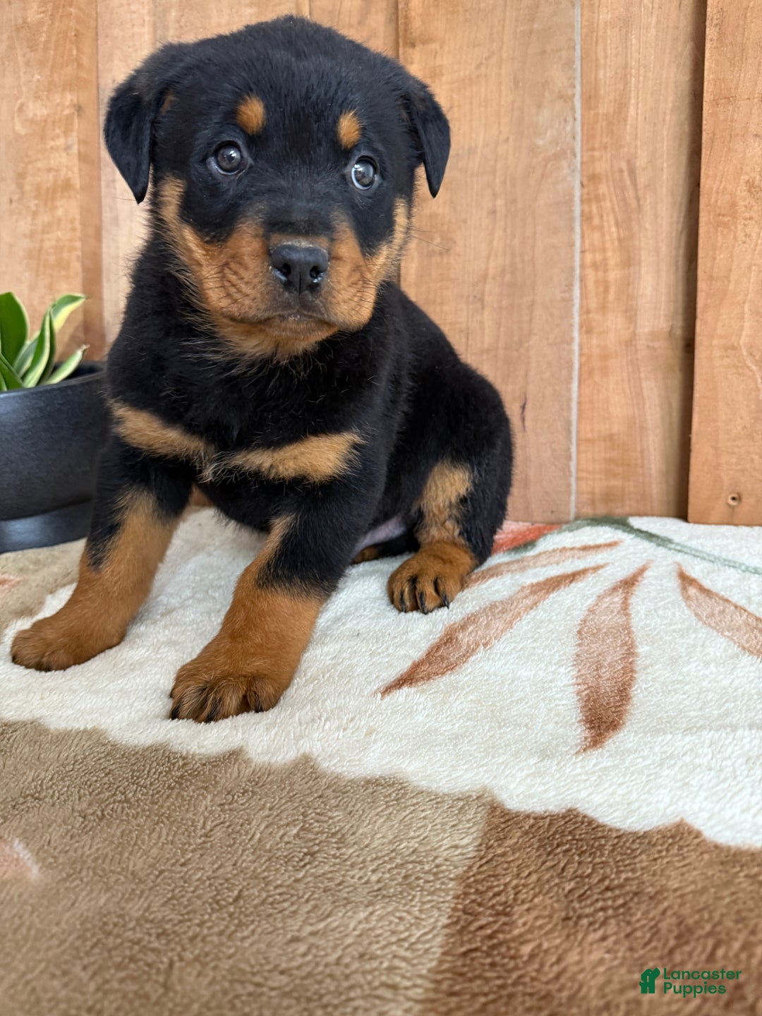Rottweiler dogs for sale: Leo - Ad 5