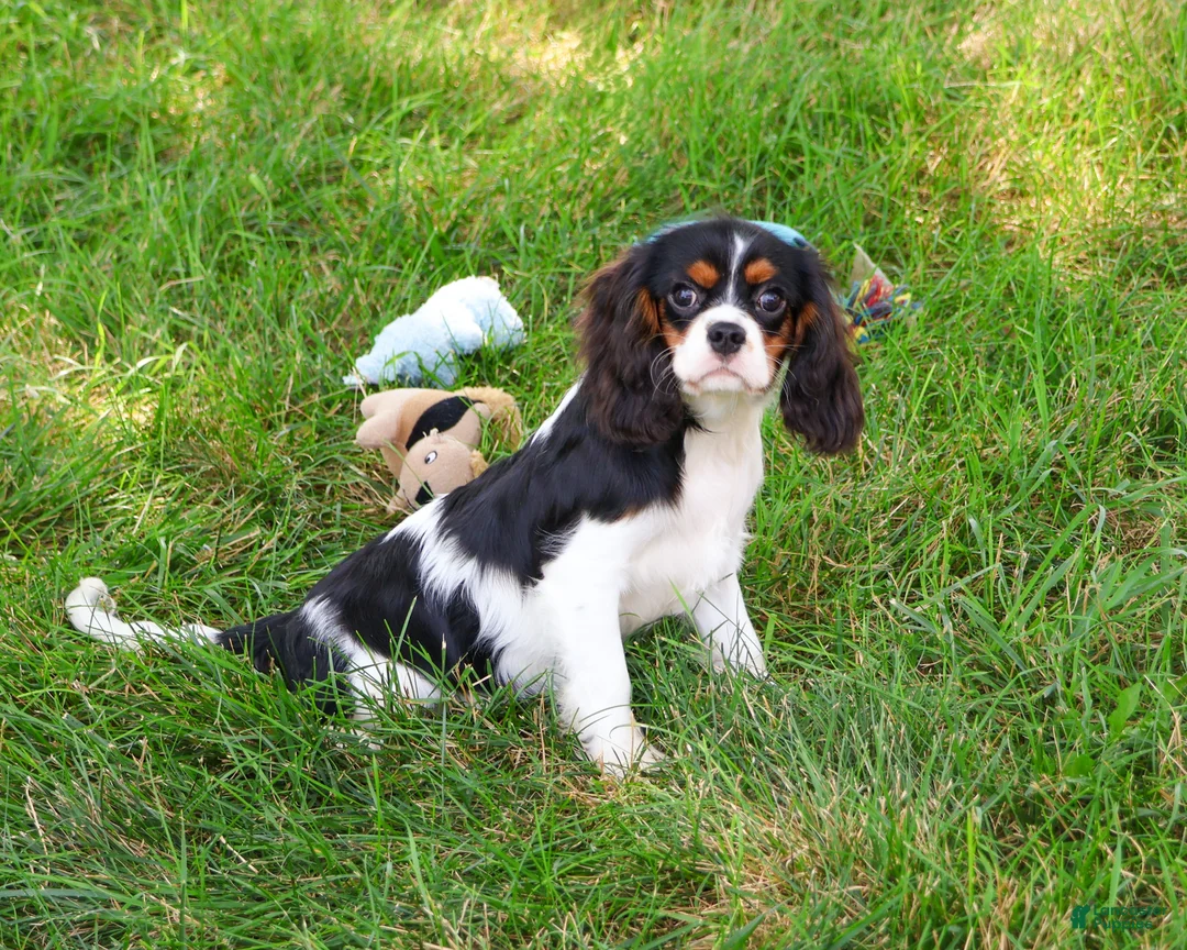 Cavalier King Charles Spaniel dogs for sale: Kaiden - Ad 1