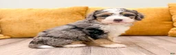 Mini Bernedoodle dogs for sale: Luca - Ad 8