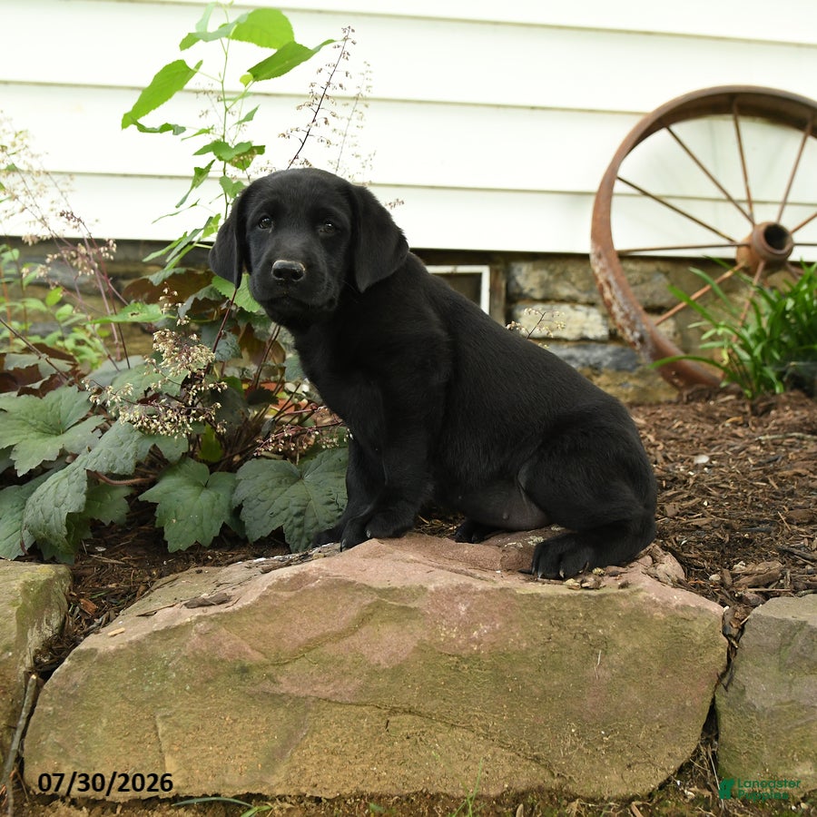 Labrador Retriever dogs Explorer - Ad 2
