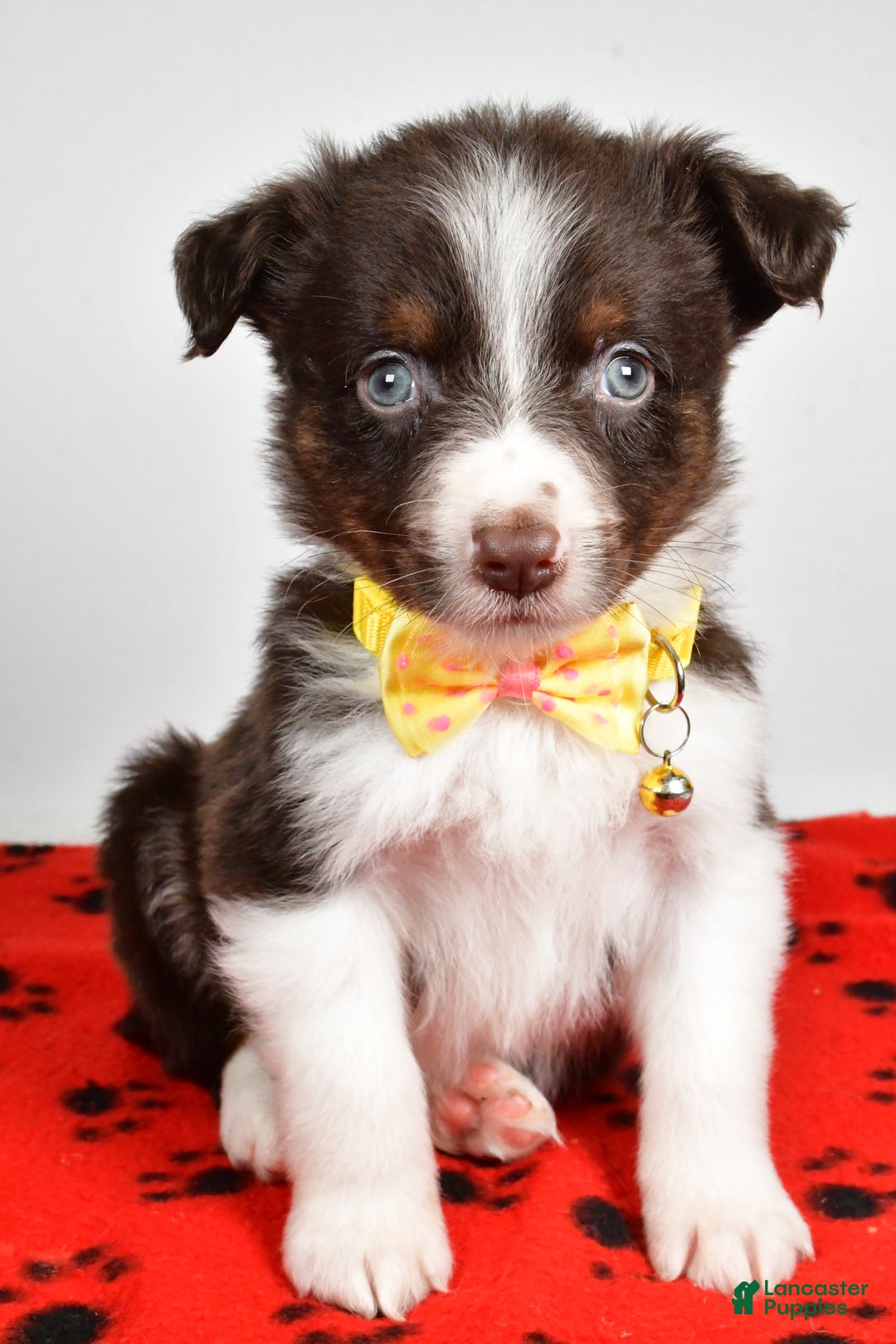 Mini Aussiedoodle dogs for sale: Samson - Ad 6