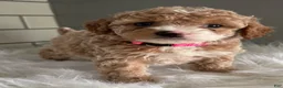 Cavapoo dogs for sale: Lilly - Ad 1