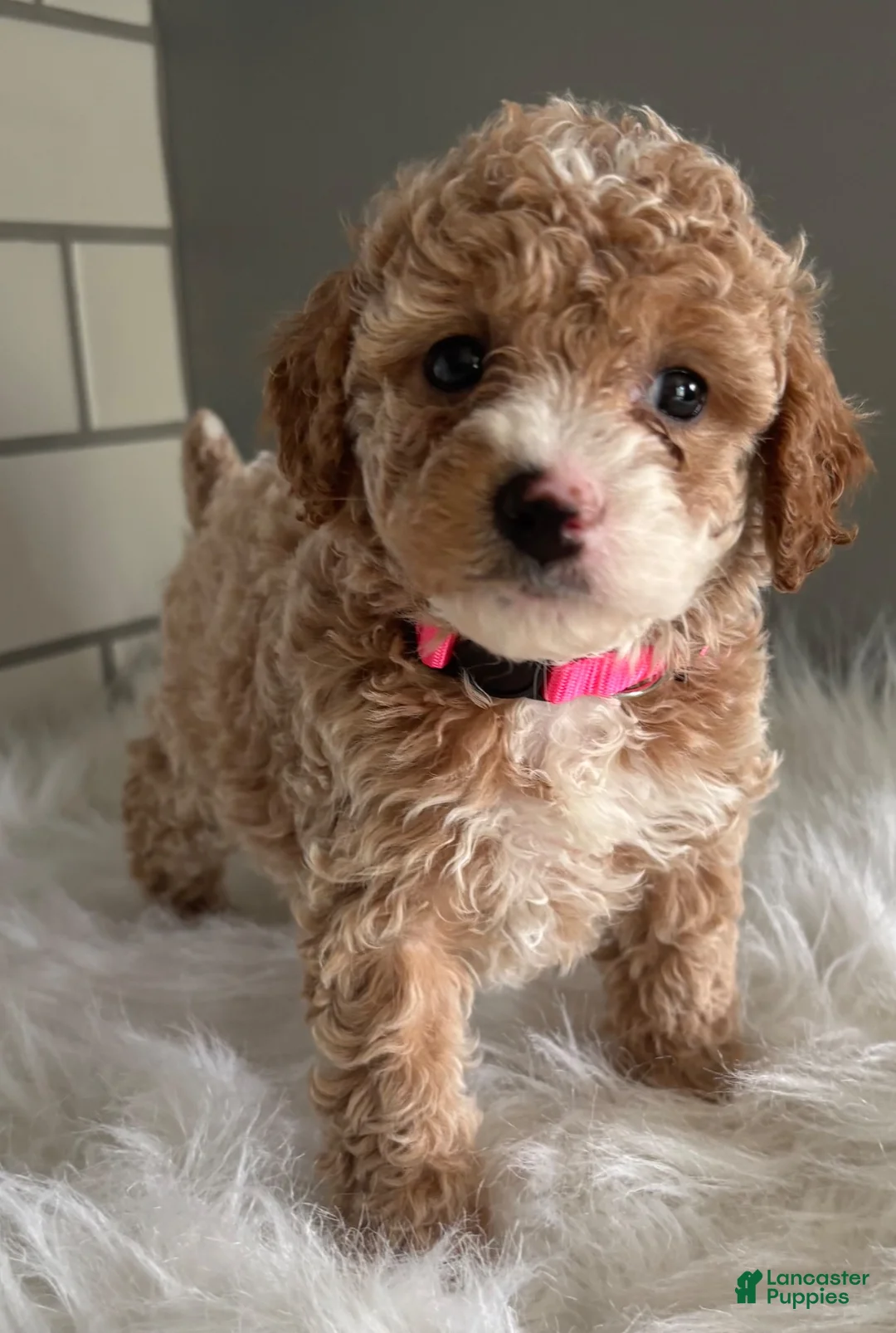 Cavapoo dogs for sale: Lilly - Ad 1