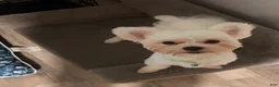 Maltese dogs for sale: Milo - Ad 5