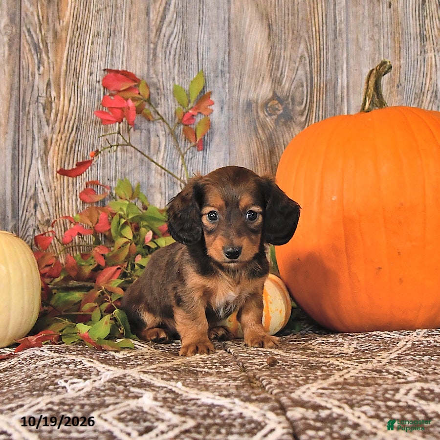 Dachshund dogs Tilly - Ad 1