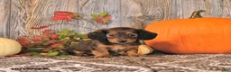 Dachshund dogs for sale: Tilly - Ad 1