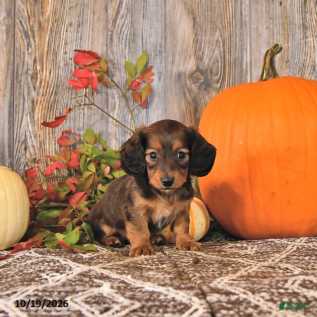 Dachshund dogs for sale: Tilly - Ad 1