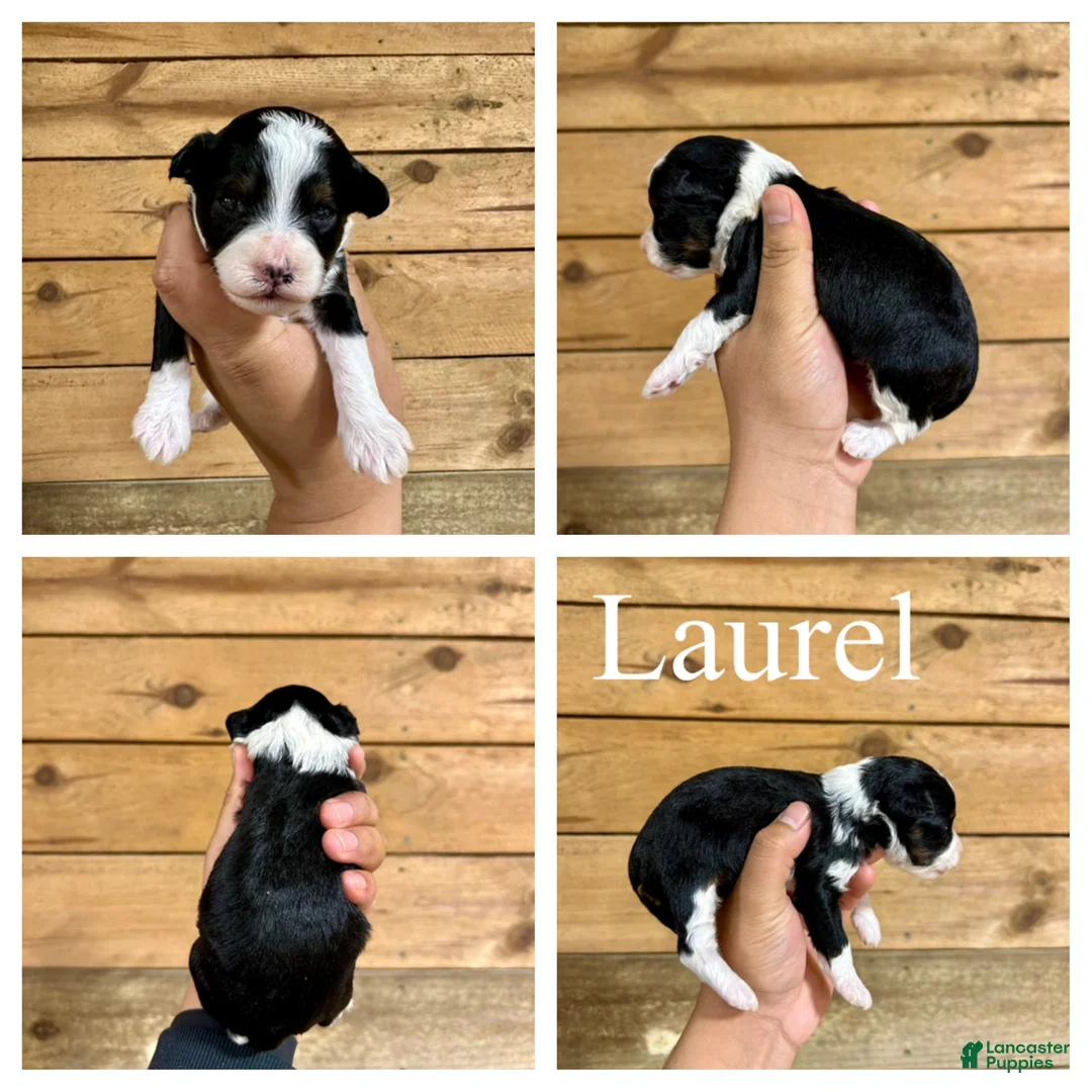 Mixed Breed dogs for sale: Laurel - Micro Mini F1b - Ad 1