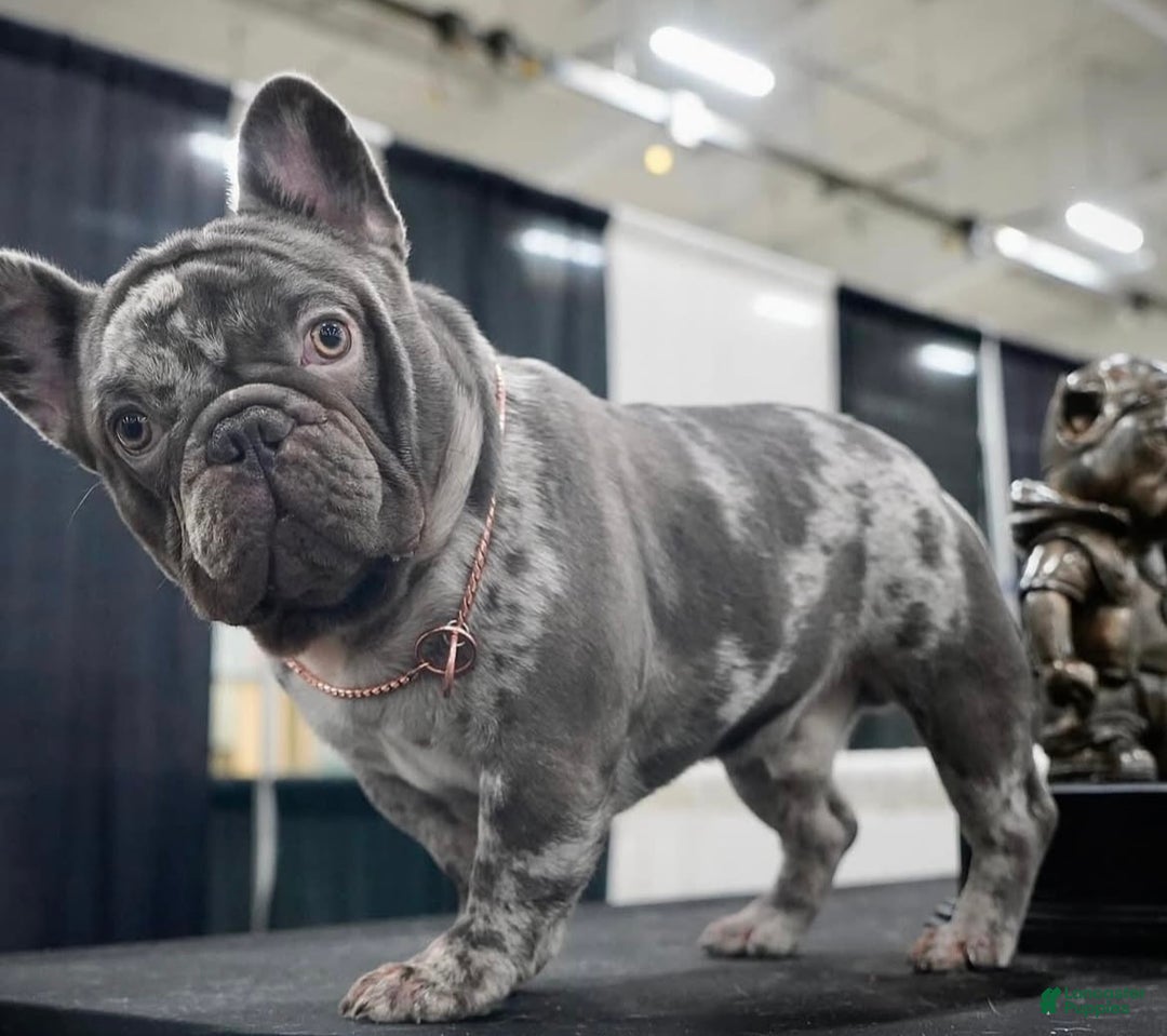 French Bulldog dogs for sale: Dobby - Ad 9