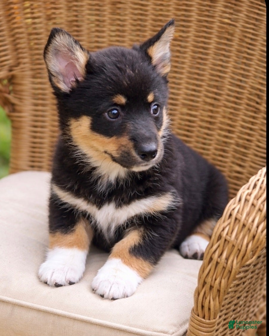 American Corgi dogs American Corgi Puppy 1 - Ad 1