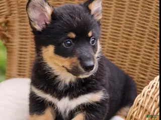 American Corgi dogs American Corgi Puppy 1 - Ad 2