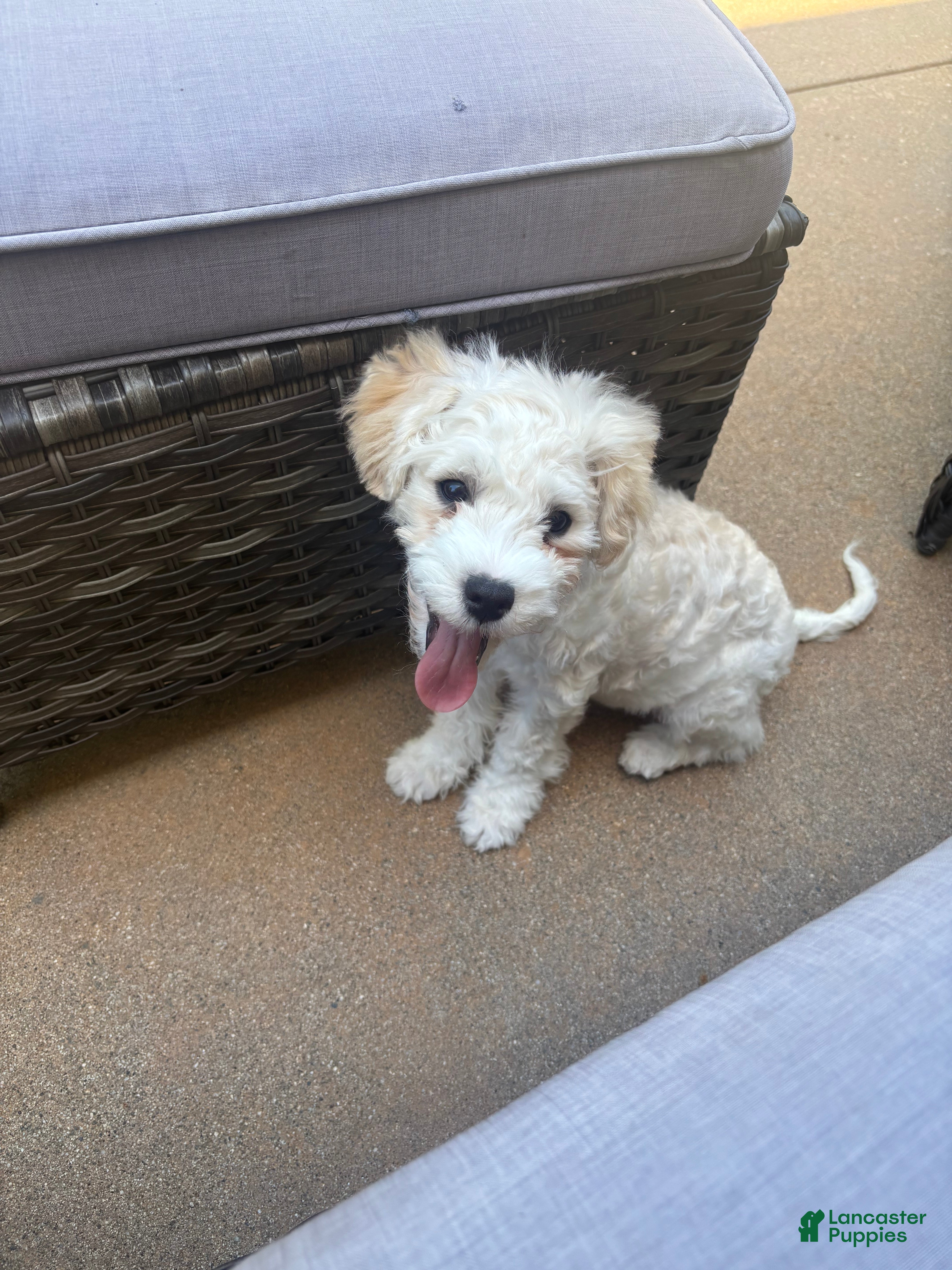 Mixed Breed dogs Cashew - Ad 18