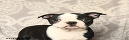 Boston Terrier dogs for sale: Jack  - Ad 5