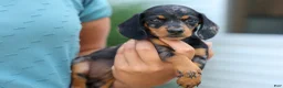 Miniature Dachshund dogs for sale:  Tilly 🎀 - Ad 8