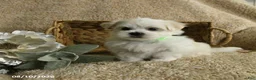Maltese dogs for sale: Ranger - Ad 3