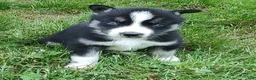 Siberian Husky dogs for sale: Sonya's male 4 - Ad 11