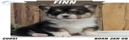 Welsh Corgi Pembroke dogs for sale: Finn  - Ad 1