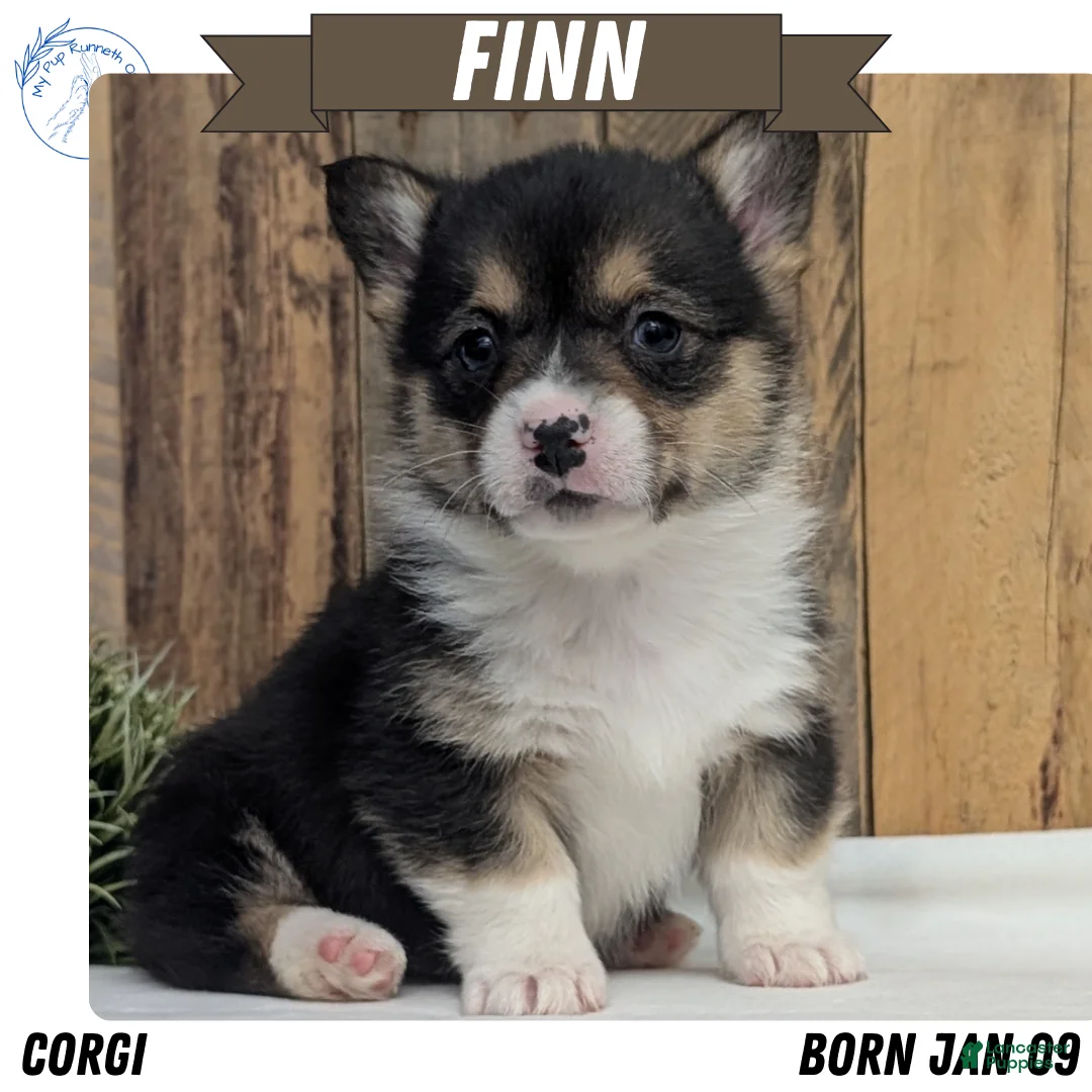 Welsh Corgi Pembroke dogs for sale: Finn  - Ad 1