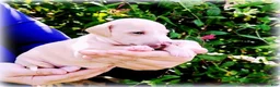 Italian Greyhound dogs for sale: Zoe - Ad 4