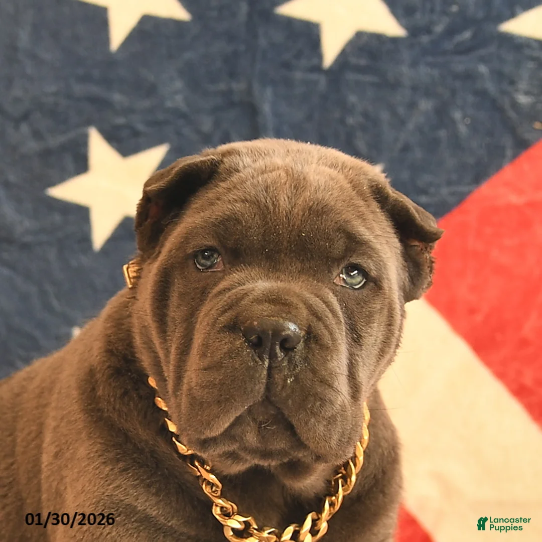 Cane Corso dogs for sale: Ivanhoe  - Ad 3