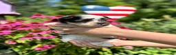 Biewer Terrier dogs for sale: Biewer Terrier 2 - Ad 8