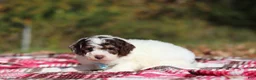 Miniature Poodle dogs for sale: Judd (AKC) - Ad 5