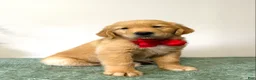 Golden Retriever dogs for sale: Max - Ad 3