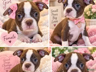 Boston Terrier dogs Nucy - Ad 21