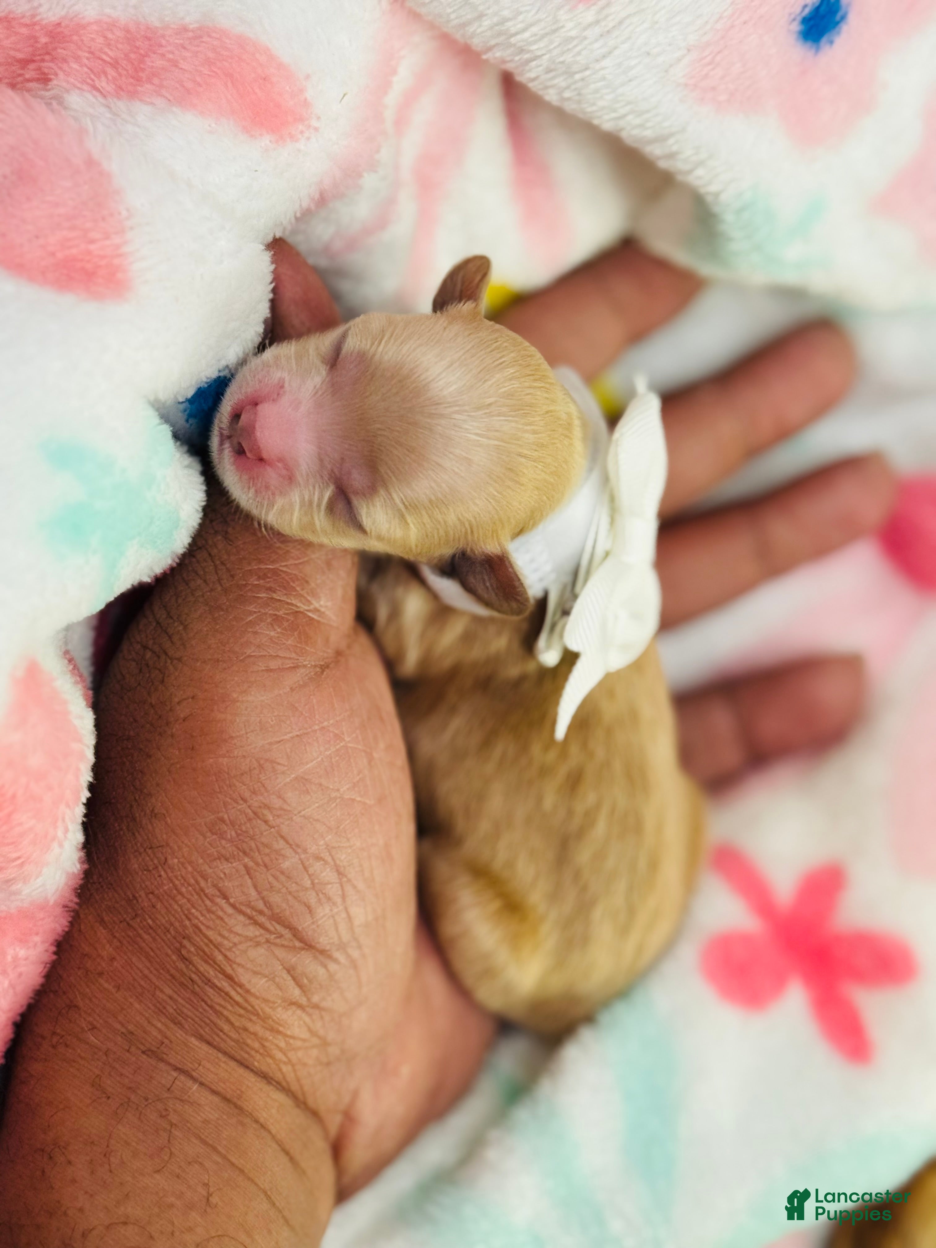 Shihpoo dogs for sale: Shihpoo Puppy 4 white - Ad 3