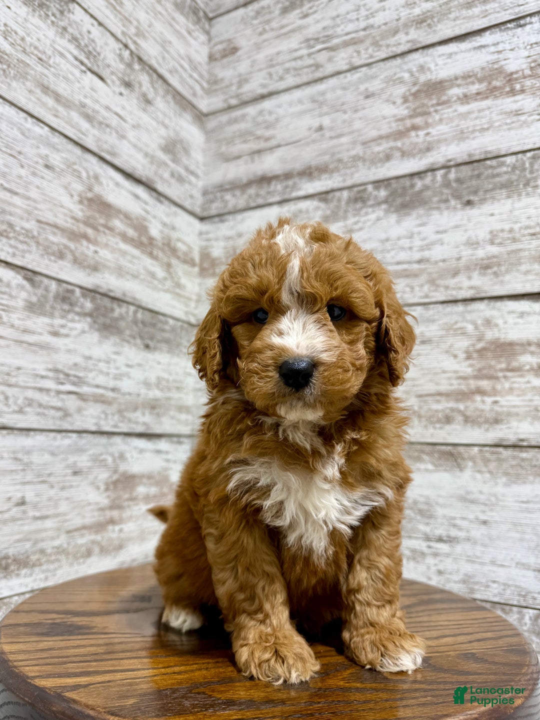 Mini Goldendoodle dogs for sale: Hunter - Ad 1