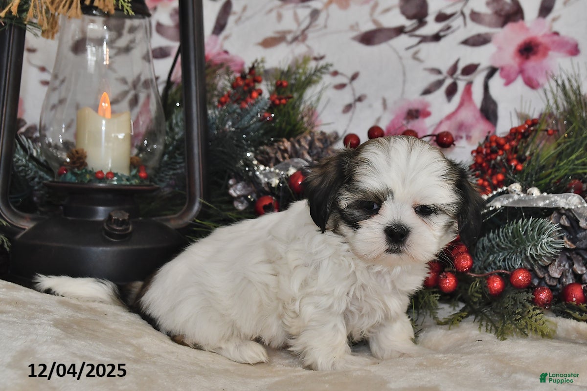Shih Tzu dogs Troy - Ad 6