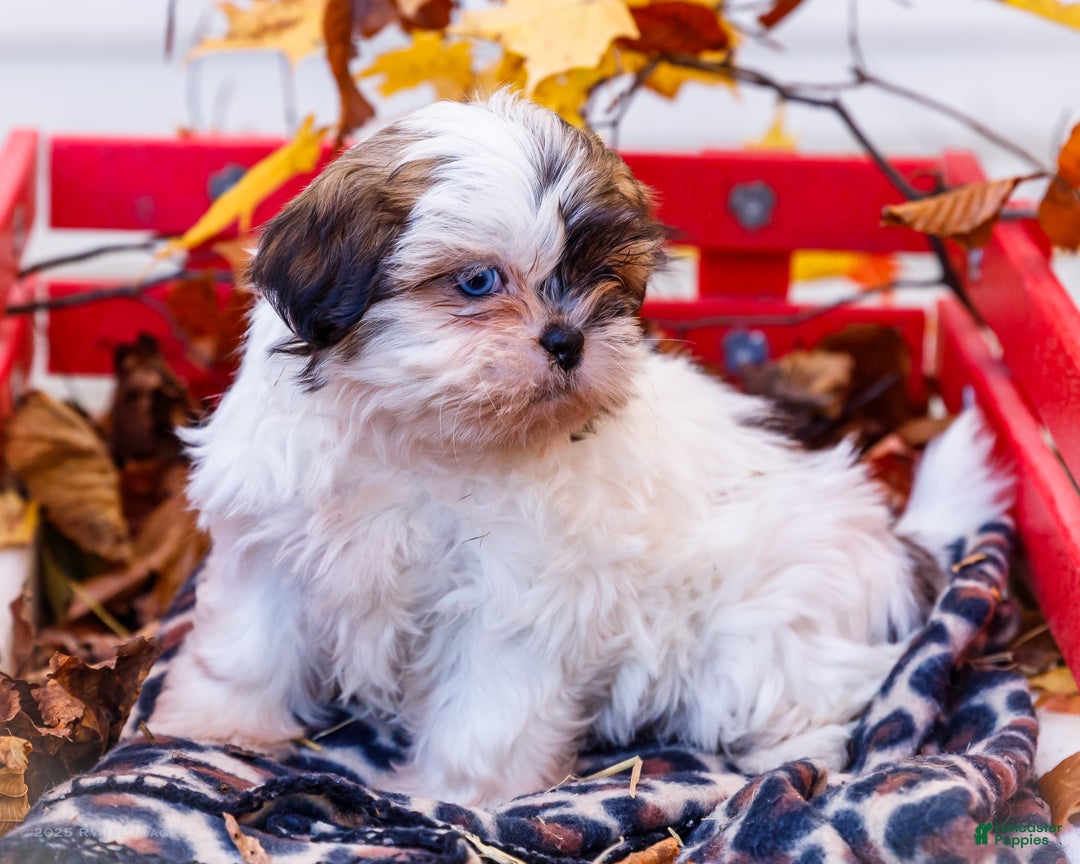 Shih Tzu dogs for sale: Lanelle - Ad 8