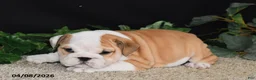 English Bulldog dogs for sale: Murphy - Ad 3